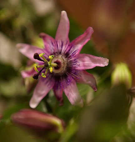Art is evident in all flowers- this Passion Flower Bloom is a great example of how a single flower embodies ART!