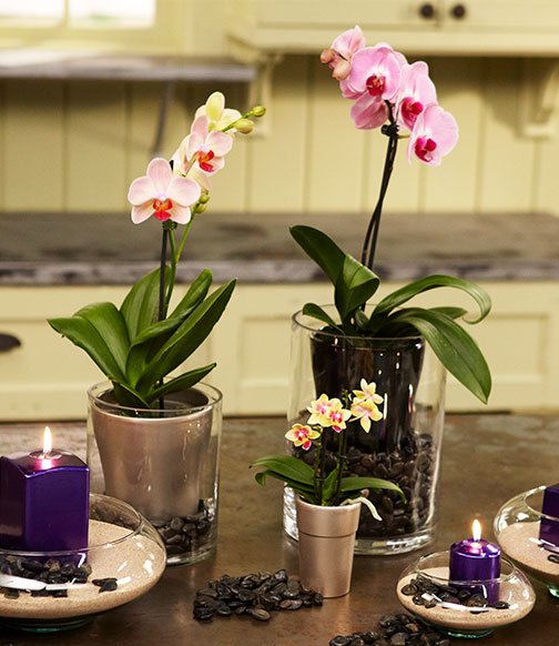 Join J on Life in Bloom for tips and tricks for growing and caring for- blooming orchids!