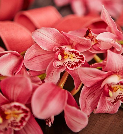 Blush Pink Cymbidium Orchids are featured in this week's Craft in Bloom! 