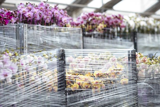 Once blooming the orchid plants at Westerlay are shipped all across the country!
