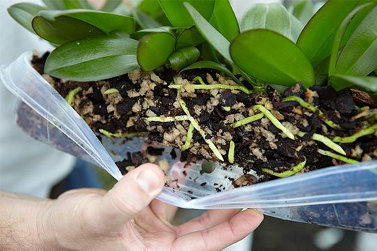 Toine shows the progress of roots on the orchids that are grown from clones at Westerlay Orchids