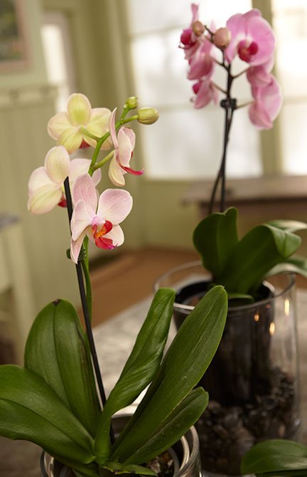 A Tablescape is easy to create using blooming orchids plants!
