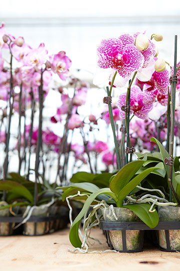 J shares his easy tips for keeping orchids happy inside your home on Life in Bloom!