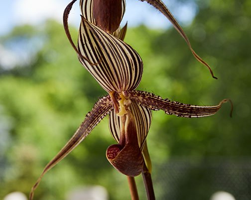 Featured flower- the Lady Slipper Orchid - on J Schwanke's Life in Bloom!