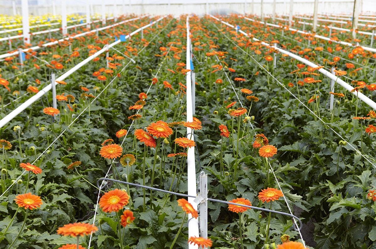 California Flower Farmers are always planning ahead- and when the supply stops- the flowers Don't - Gerberas keep on blooming!