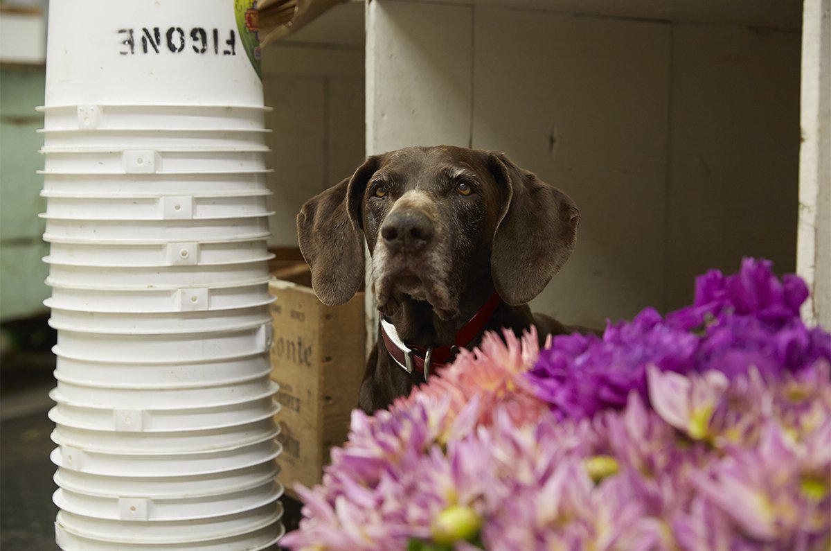 Sally- the Flower cubby dog- at Figone- one of my favorite dogs of all time!