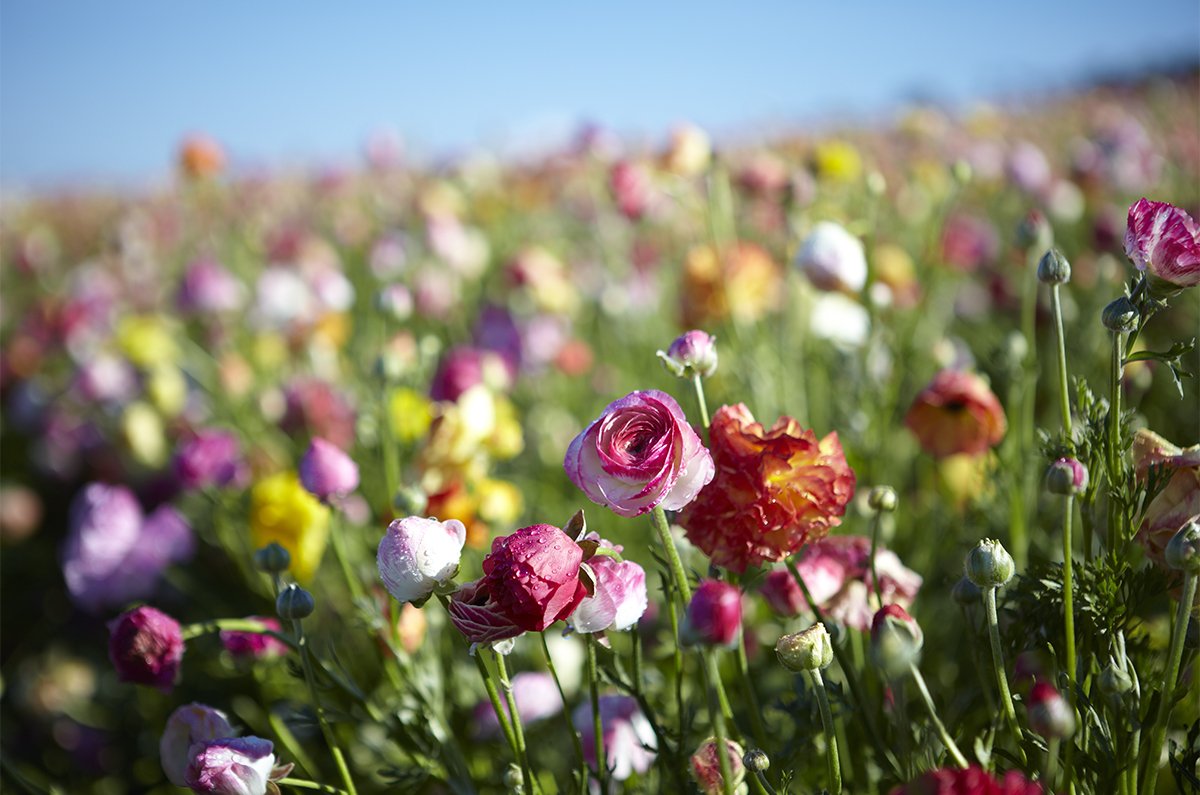 The Carlsbad Flower Fields are maintained by Mellano & Co...Flower power!