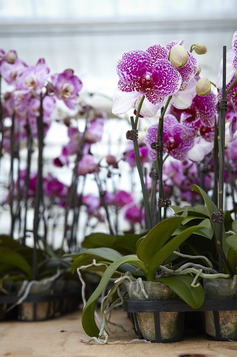 Orchids abound at Westerlay Orchids in Carpinteria CA