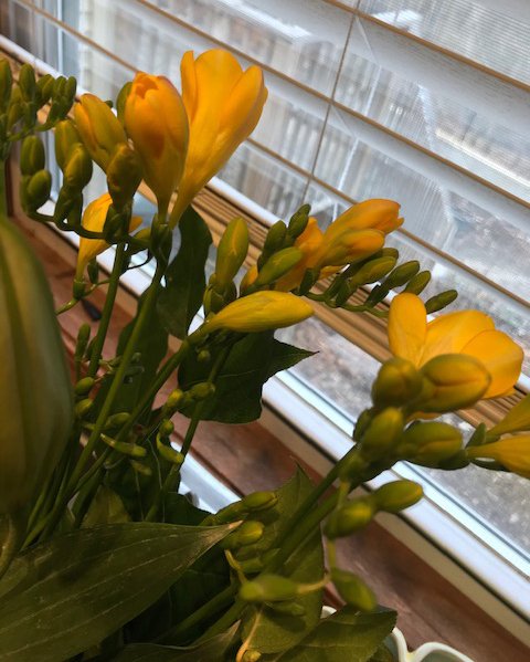 Yellow Freesia- great contrast to the grey Michigan day outside!