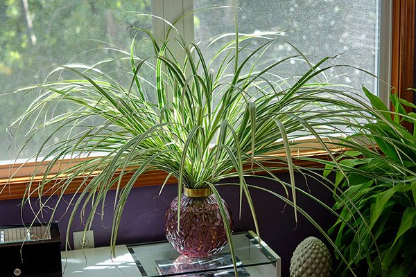 A vase of Variegated Grass is easy- with the "Chop and Drop" technique J Shares on Life in Bloom!