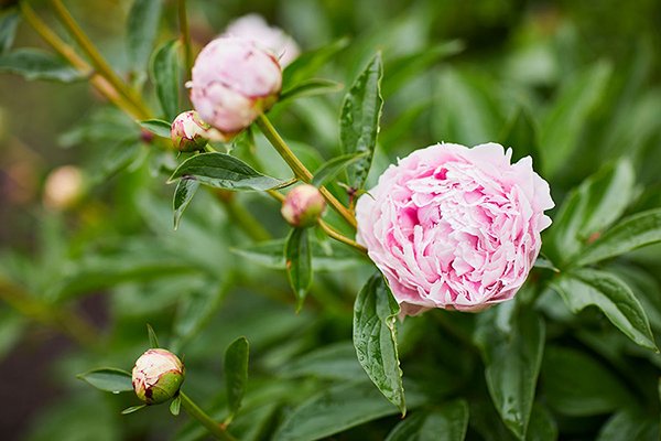 One of my Favorite flowers is the Peony- and I have many varieties for arranging in the garden.