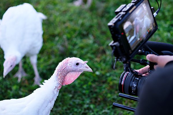 It's Time for a Turkey Close up at Crane Dance Farm!