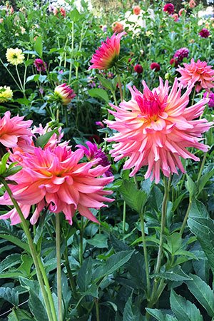 These Dahlias are part of the Cactus Variety that are grown at Hope Dahlias