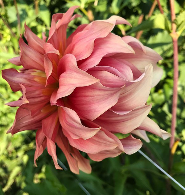 Dahlia Detail- from Hope Dahlias... every bloom is magical!
