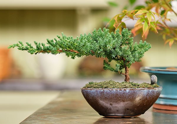 This simple Juniper Bonsai- is what you may see at at a grocer or nursery. 