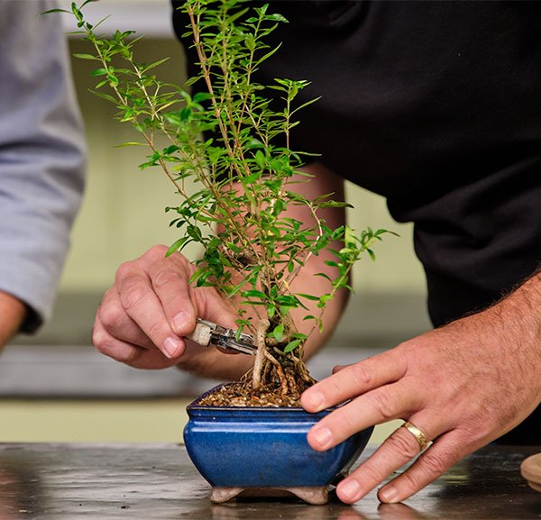 Dusty showed us how to prune and trim our Bonsai Trees for best results!