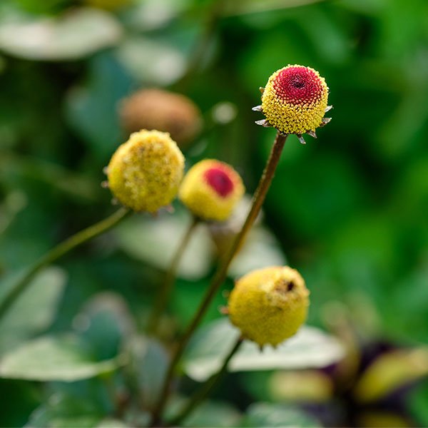 The Eyeball Plant or Tooth Ache Plant... aka - Spilanthes oleracea