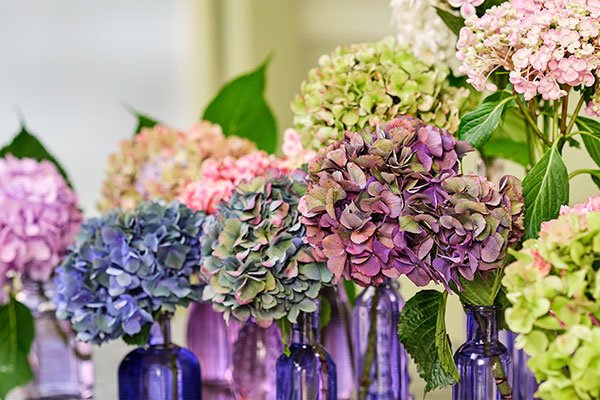 The Featured Flower is Hydrangea- and who doesn't love Hydrangeas???