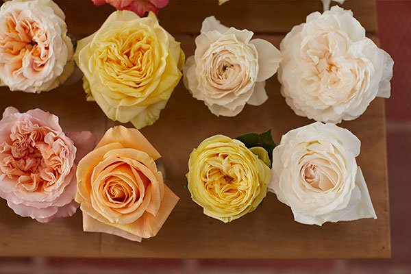 Just a small selection of the yellow and create Garden Roses from Alexandra Farms in Bogota Colombia 