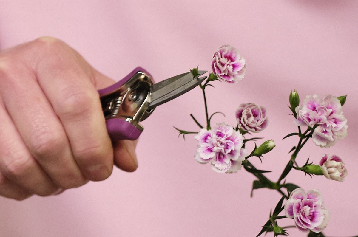 Delicate Trimming is easy and enjoyable with the ColorPoint Compact Shears from Dramm