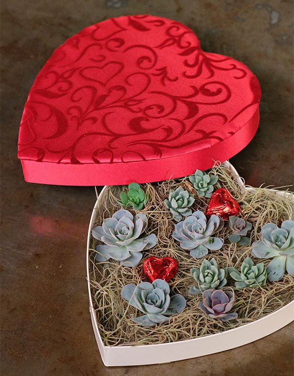 Repurposing a Lovely Heart Shaped box (formerly filled with chocolate candy) can be Fun- by adding mini succulents!