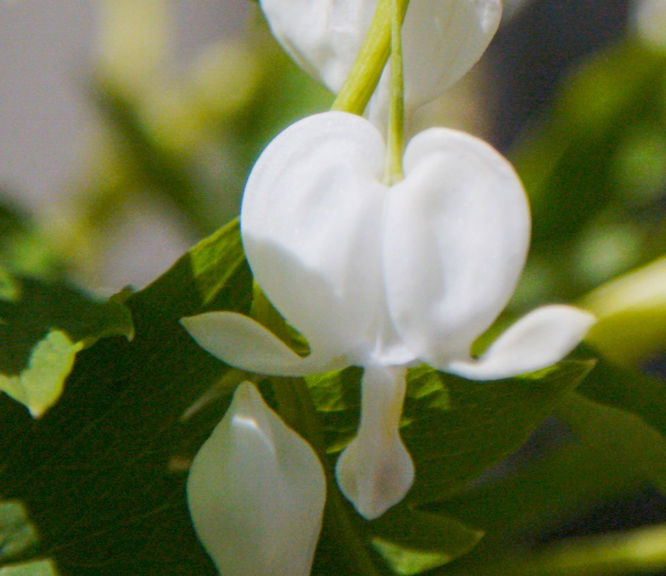 An beautiful example of WHITE Bleeding heart Florets!