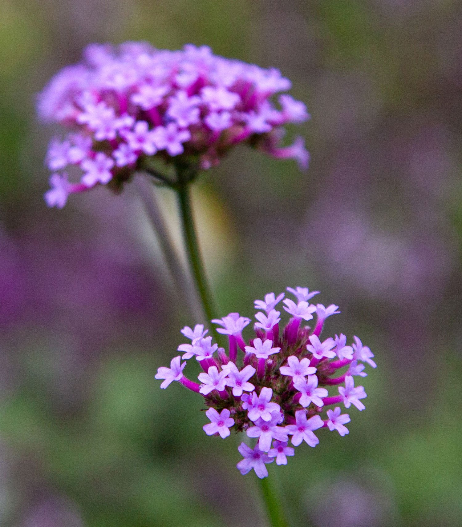 Tall Purples ( or Verbena Bonariensis) are the Featured Flower on this episode of Life in Bloom!