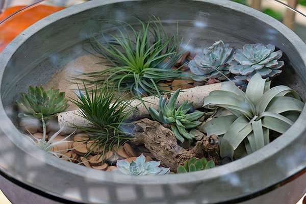 This is a fun project- and a great way to incorporate succulents and tillandsia- into a decorative table for your outdoor spaces!