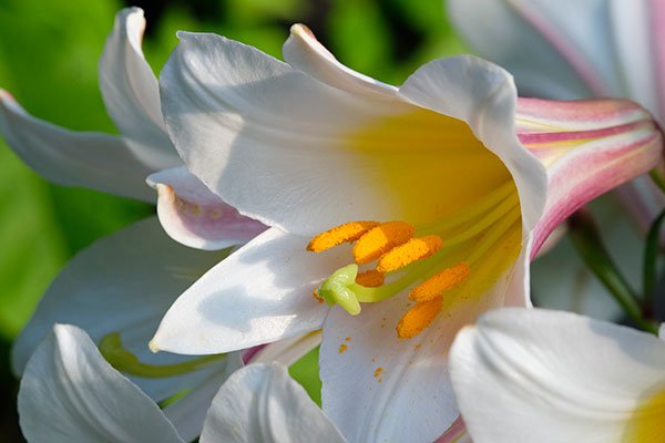 Lilies in Bloom - is the theme of Episode #305 of J Schwanke's Life in Bloom!