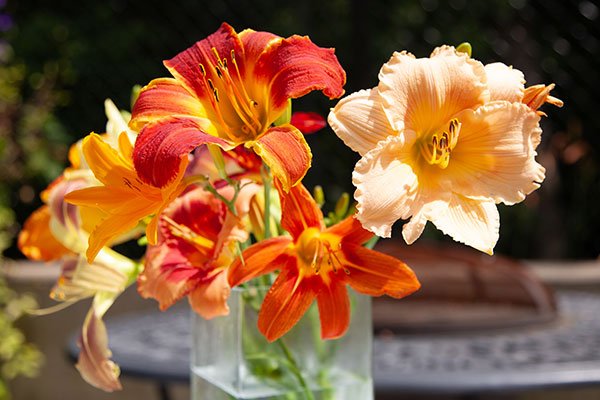 The Day Lily comes in so many shapes and sizes- and while not actually a "Lily" - it may be more familiar - as an easy garden element!