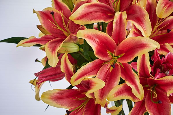 Of course our featured flower is the Lily- and there is such a wide variety of shapes, colors and sizes... Lilies for Everyone!