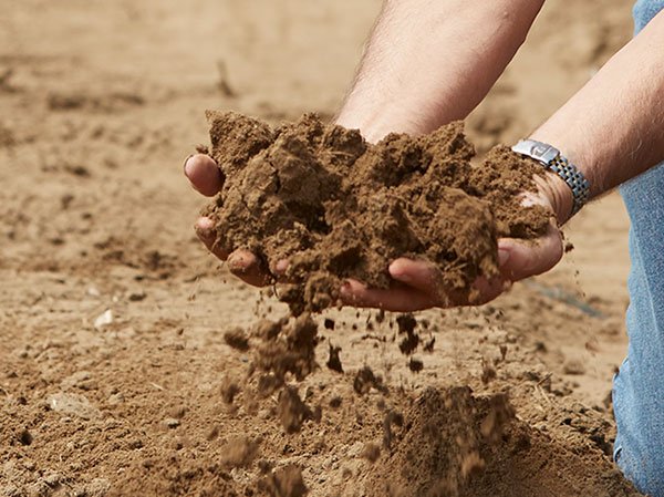 There's a Secret in this Soil- it's exactly like the soil- that Benno learned to grow in the Netherlands... 