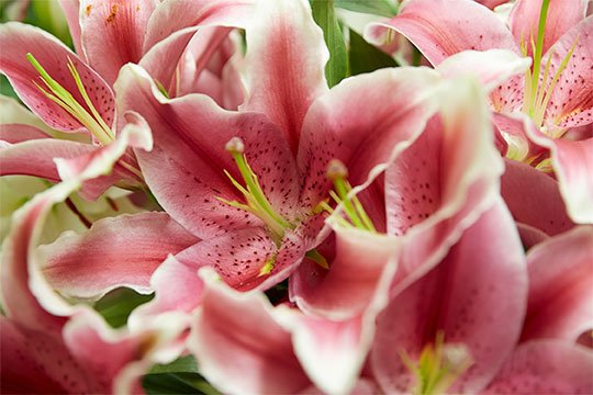 Just a Sample of the BEAUTIFUL Lilies Benno and his family grow in Santa Maria, California!