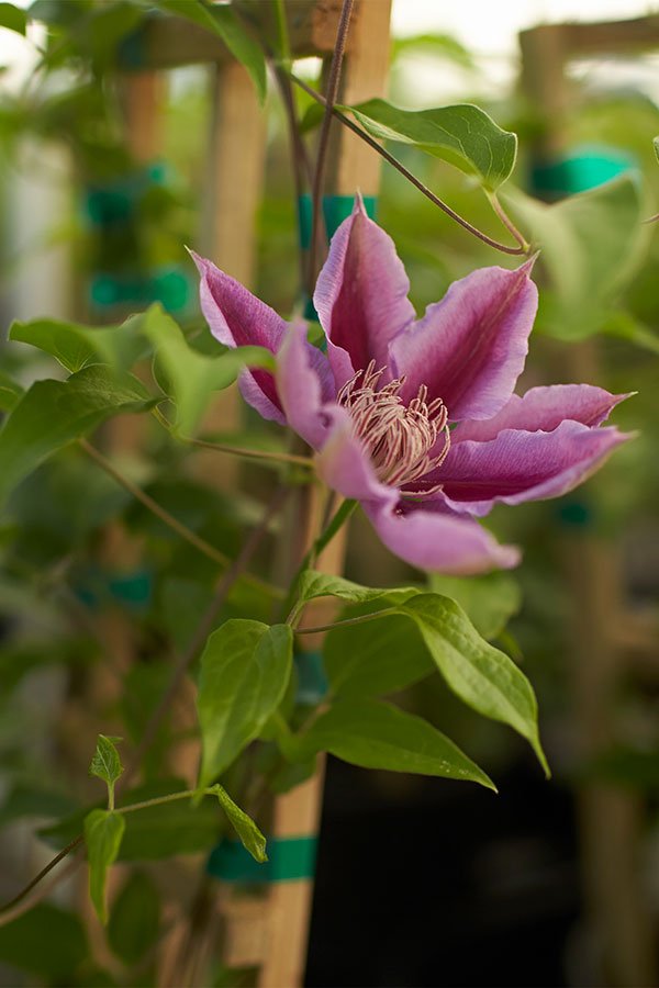 We travel to Florida to visit with my Friend David Raab- who grows Clematis plants- another favorite purple flower!