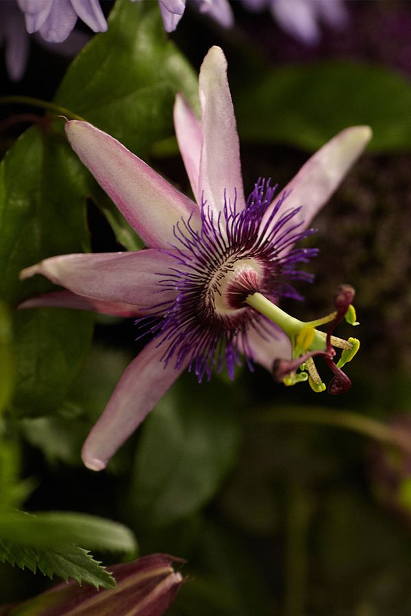 The Passion Flower - is the Featured Flower for our Purple Passion Episode!