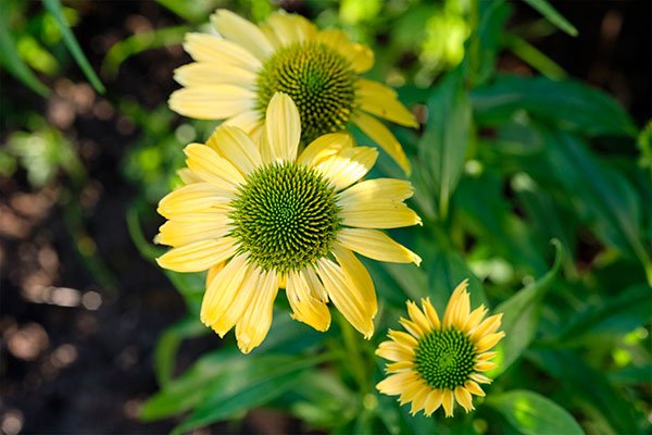 The Featured Flower for this episode is Echinacea!
