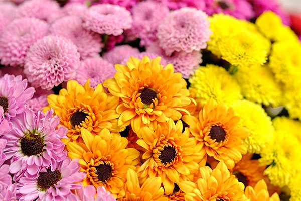 Spray Chrysanthemums are the featured flower in this "Mums the word" Epsiode of Life in Bloom!