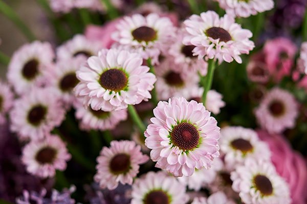There's such diversity in the world of Chrysanthemums- this YinYang variety is the prettiest shade of pink... Mum's the word!
