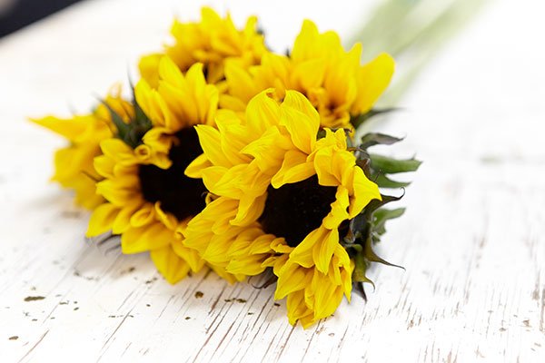 Using flower food- and cold water will help you extend the life of your beautiful flowers!
