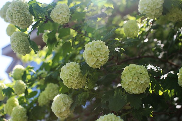 Snowball Viburnum- growing in my Flower Garden- one of my favorites for "ARRANGE-Plant"- ing- and for adding to arrangements!