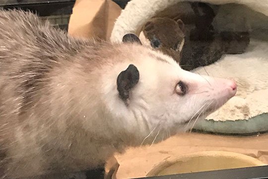 Sylvia- the Opossum- is an Animal Ambassador for the Blandford Nature Center!