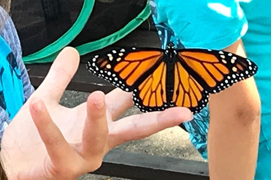 I learn how to raise Monarch Butterflies- from the Golinski family!