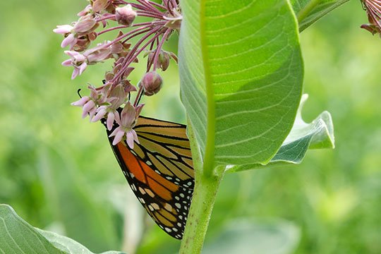 The Monarch Butterflies- stopping by the Milk Weed for lunch at the Golinski Yard!