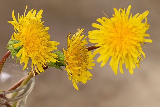 Dandelions- are the Featured Flower on this Nature Centered Episode!