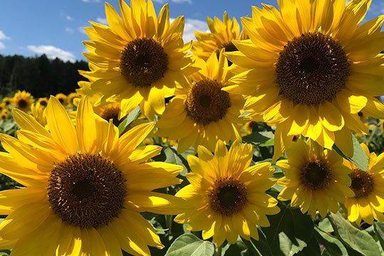 Sunshine Flowers- The Sunflower is featured in this Episode #312- of J Schwanke's Life in Bloom!