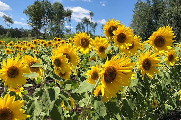 Of Course- the featured flower for this week- is the Sunflowers- learn more about this Sunshine Flower- in this episode of Life in Bloom!