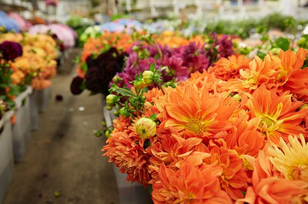 The Historic San Francisco Flower Mart is truly my Happy Place- on this entire planet!