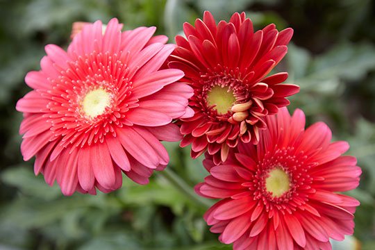 Featured flower is the Gerbera Daisy- a flower that makes everyone smile!