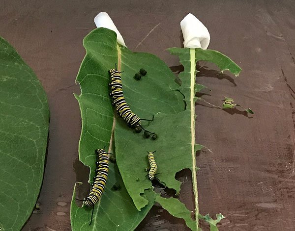 Monarch Caterpillars feast heavily on Milk weed Leaves during their life-span... a daily project for Laura and her family!