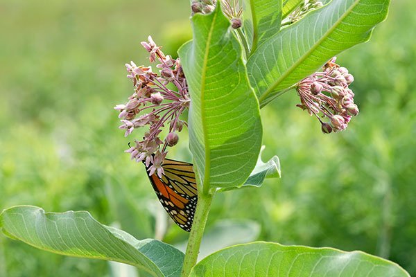 The Monarch Butterflies are attracted to the Milk Weed- that grows wild on Laura's Property!